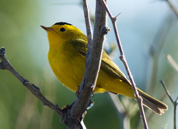Wilson's Warbler Wilsonia pusilla