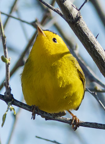 Wilson's Warbler Wilsonia pusilla