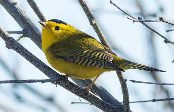 Wilson's Warbler Wilsonia pusilla