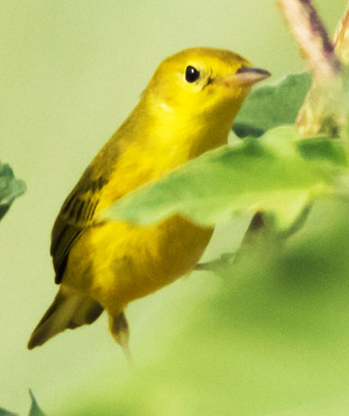 Wilson's Warbler Wilsonia pusilla