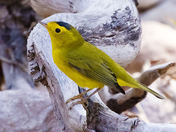 Wilson's Warbler Wilsonia pusilla
