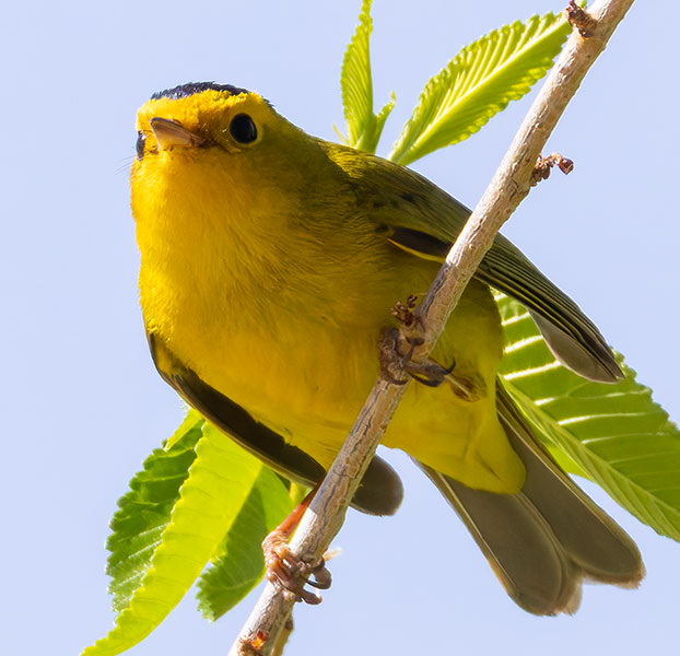 Wilson's Warbler Wilsonia pusilla
