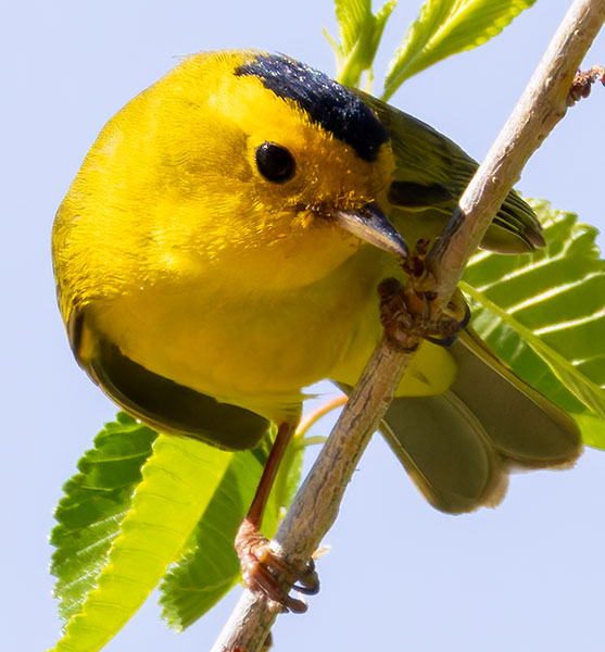Wilson's Warbler Wilsonia pusilla