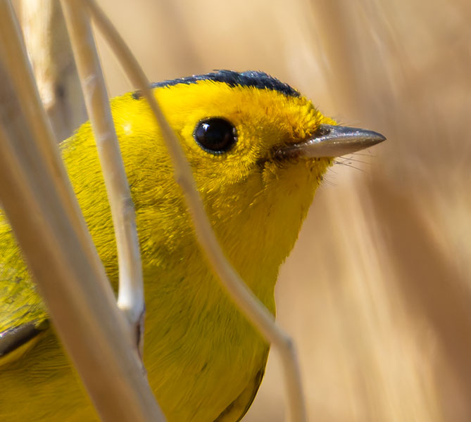 Wilson's Warbler Wilsonia pusilla