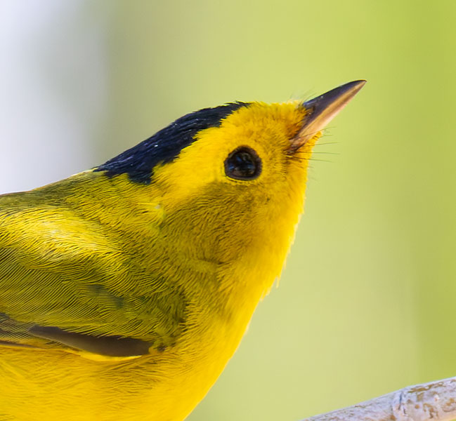 Wilson's Warbler Wilsonia pusilla