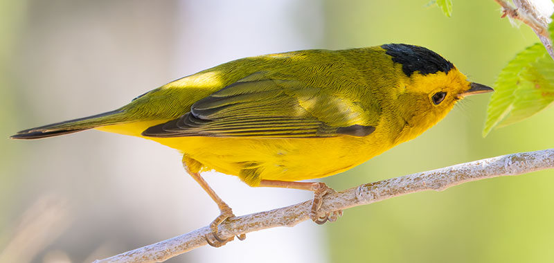 Wilson's Warbler Wilsonia pusilla