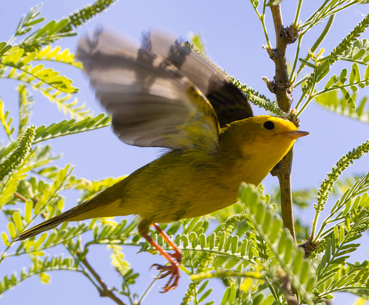 Wilson's Warbler Wilsonia pusilla