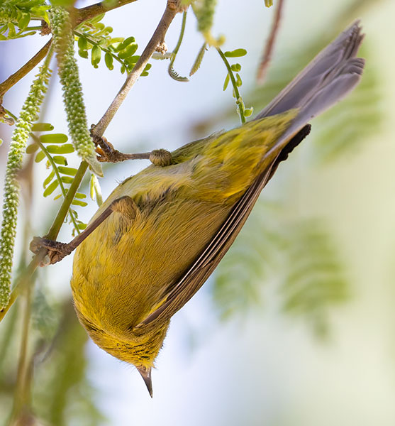 Wilson's Warbler Wilsonia pusilla