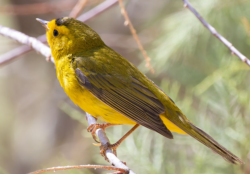 Wilson's Warbler Wilsonia pusilla