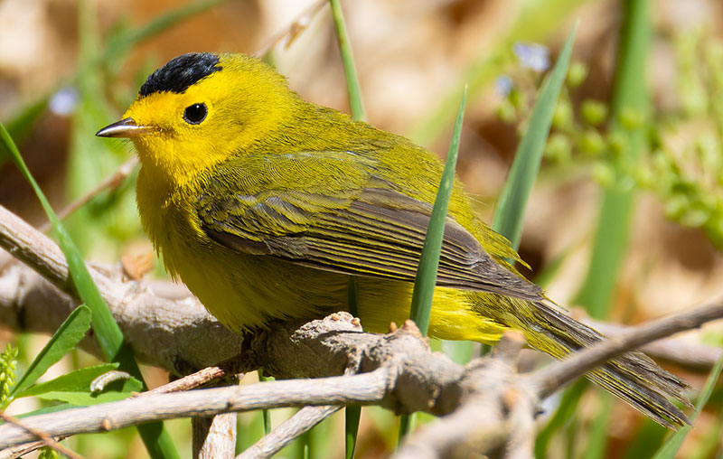 Wilson's Warbler Wilsonia pusilla
