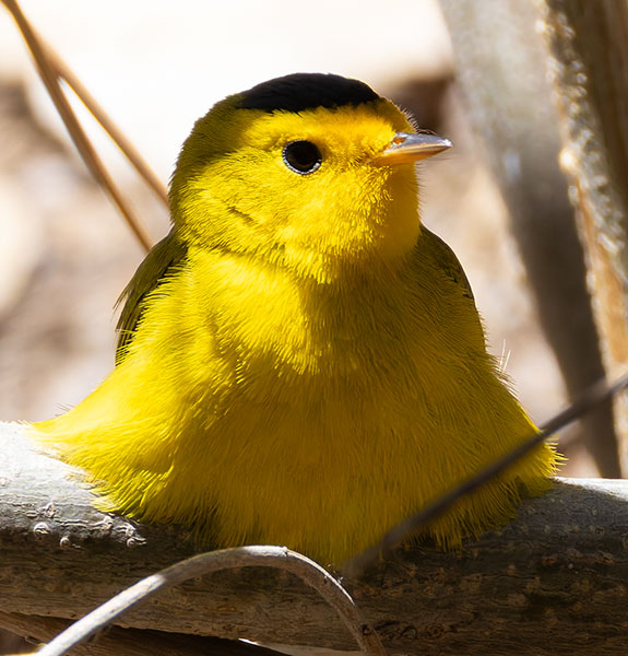 Wilson's Warbler Wilsonia pusilla
