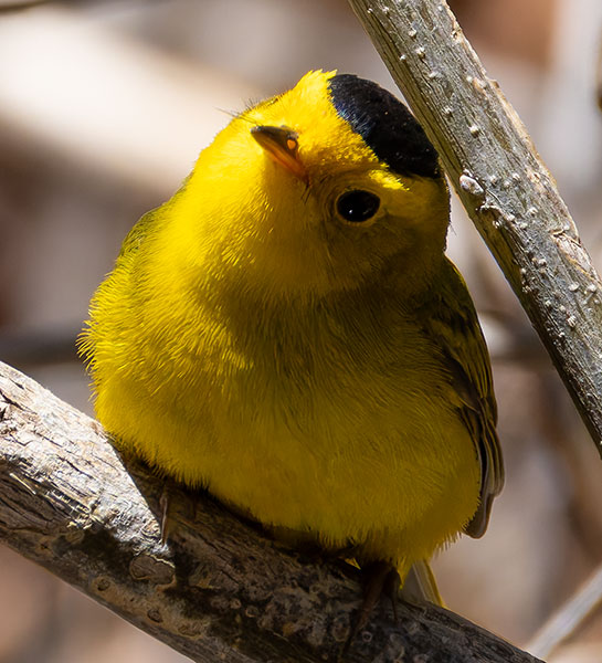 Wilson's Warbler Wilsonia pusilla