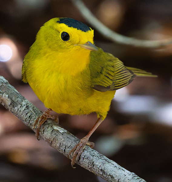 Wilson's Warbler Wilsonia pusilla