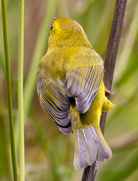 Wilson's Warbler Wilsonia pusilla