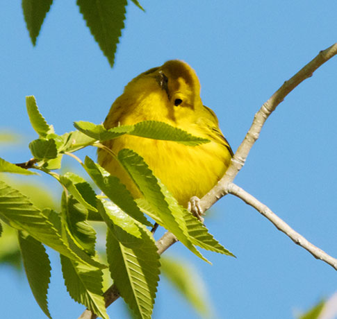 Yellow Warbler Dendroica petechia