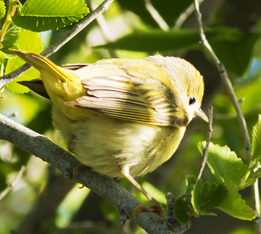 Yellow Warbler  Dendroica petechia