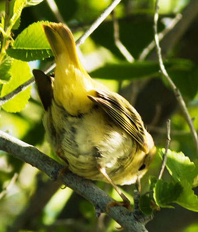 Yellow Warbler  Dendroica petechia
