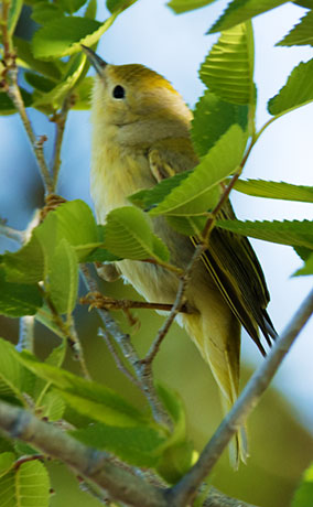 Yellow Warbler  Dendroica petechia
