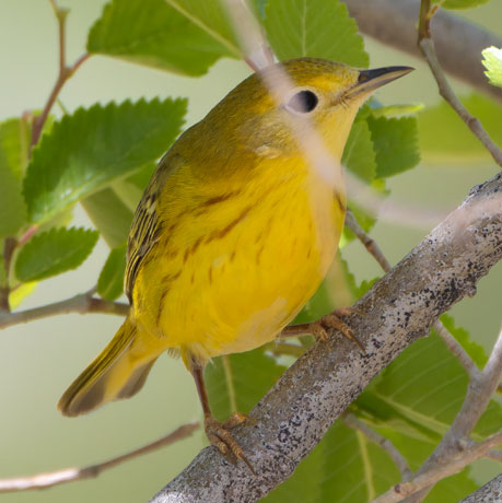 Yellow Warbler  Dendroica petechia