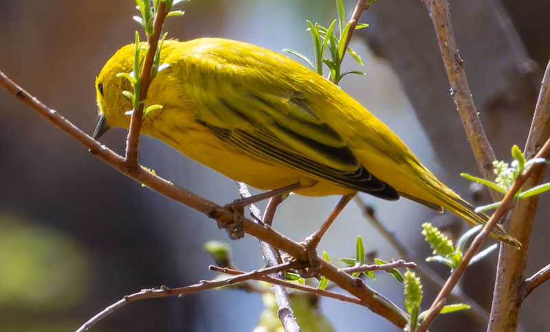 Yellow Warbler Dendroica petechia