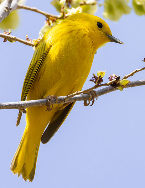 Yellow Warbler Dendroica petechia