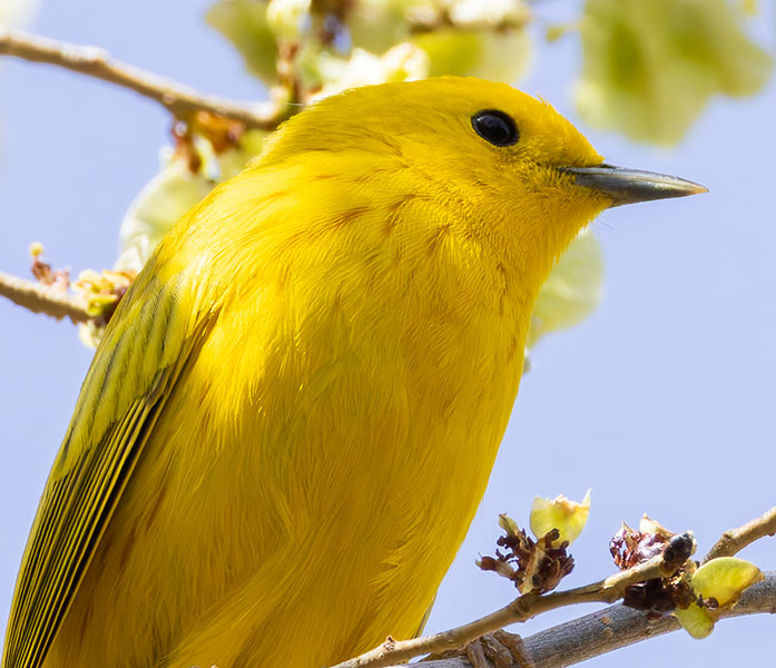 Yellow Warbler Dendroica petechia