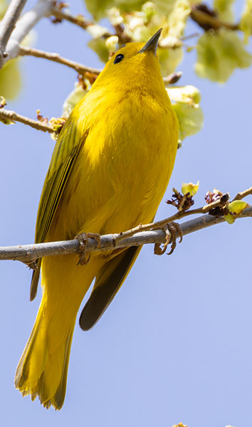 Yellow Warbler Dendroica petechia