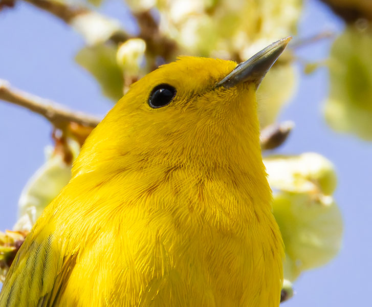 Yellow Warbler Dendroica petechia