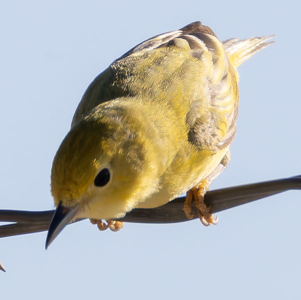 Yellow Warbler Dendroica petechia