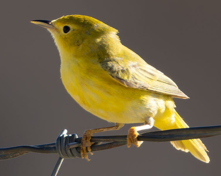 Yellow Warbler Dendroica petechia