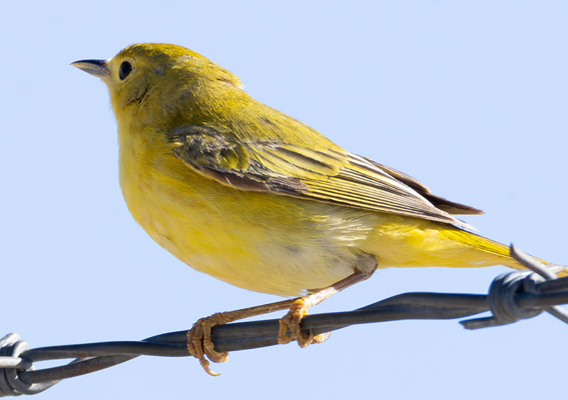 Yellow Warbler Dendroica petechia