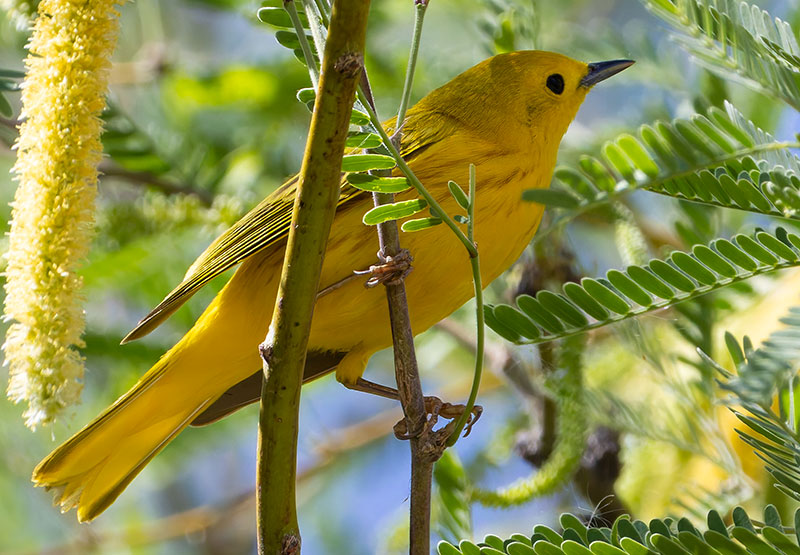 Yellow Warbler Dendroica petechia