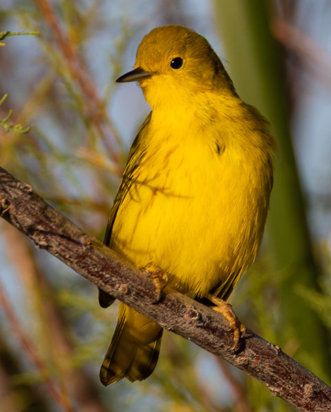 Yellow Warbler Dendroica petechia
