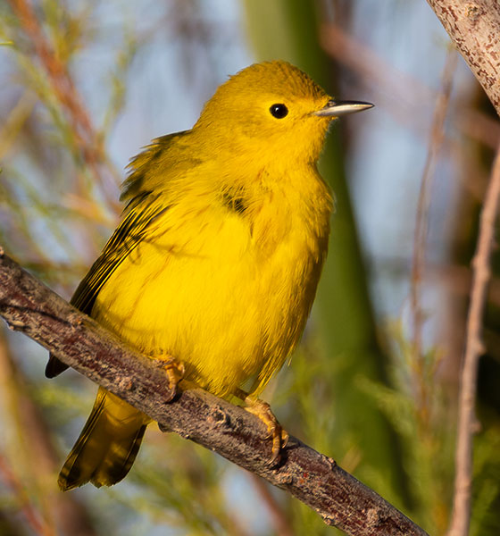 Yellow Warbler Dendroica petechia