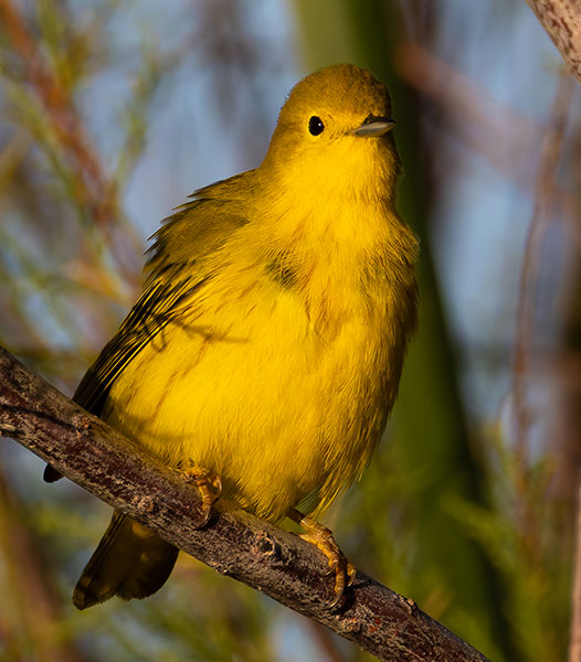 Yellow Warbler Dendroica petechia