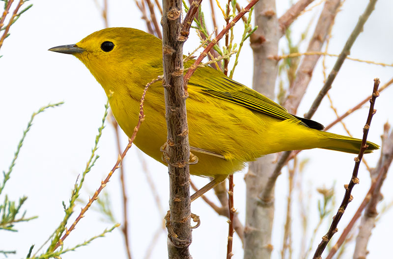 Yellow Warbler Dendroica petechia