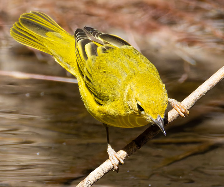 Yellow Warbler Dendroica petechia