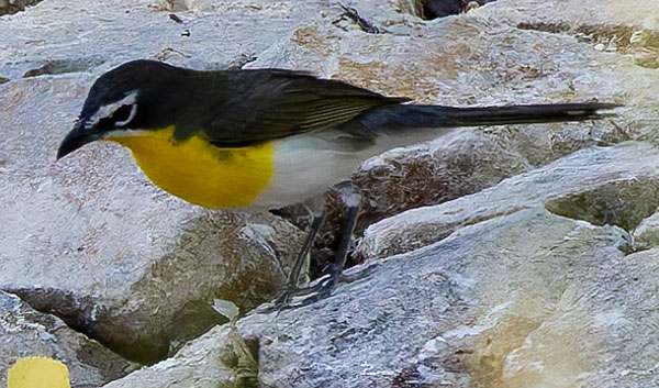 Yellow-breasted Chat Icteria virens