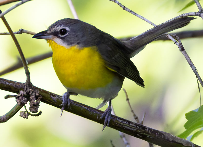 Yellow-breasted Chat Icteria virens