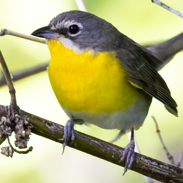 Yellow-breasted Chat Icteria virens