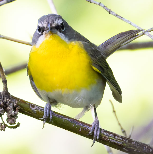 Yellow-breasted Chat Icteria virens
