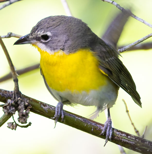 Yellow-breasted Chat Icteria virens