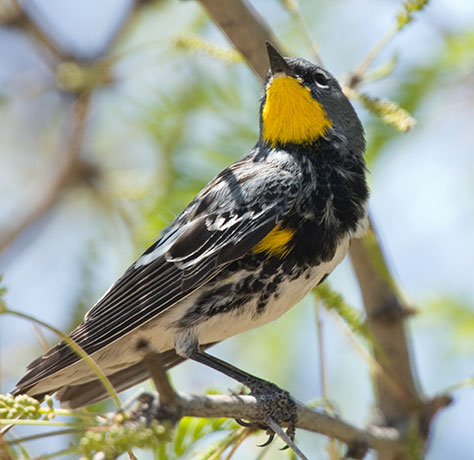 Yellow-rumped Warbler Audubon's Dendroica coronata