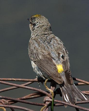 Yellow-rumped Warbler Audubon's Dendroica coronata