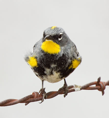 Yellow-rumped Warbler Audubon's Dendroica coronata
