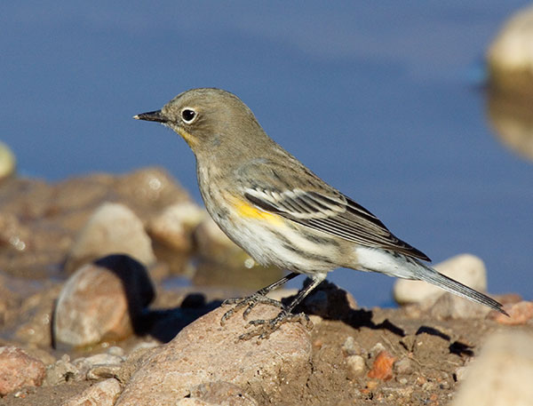 Yellow-rumped Warbler Audubon's Dendroica coronata