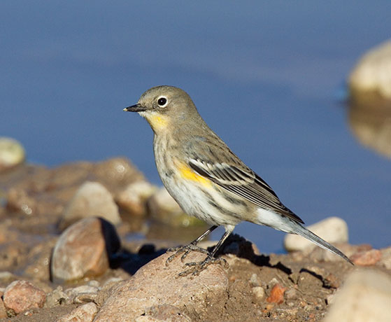 Yellow-rumped Warbler Audubon's Dendroica coronata