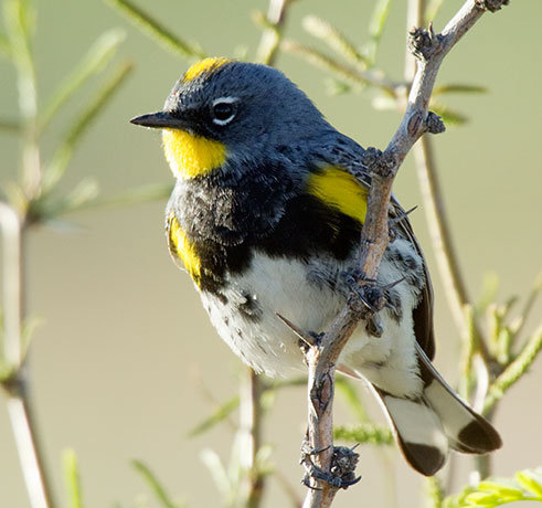 Yellow-rumped Warbler Audubon's Dendroica coronata