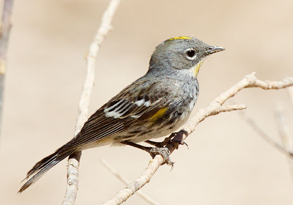 Yellow-rumped Warbler Audubon's Dendroica coronata