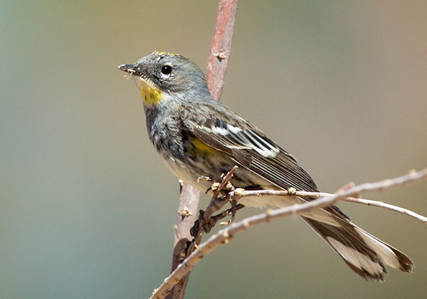 Yellow-rumped Warbler Audubon's Dendroica coronata